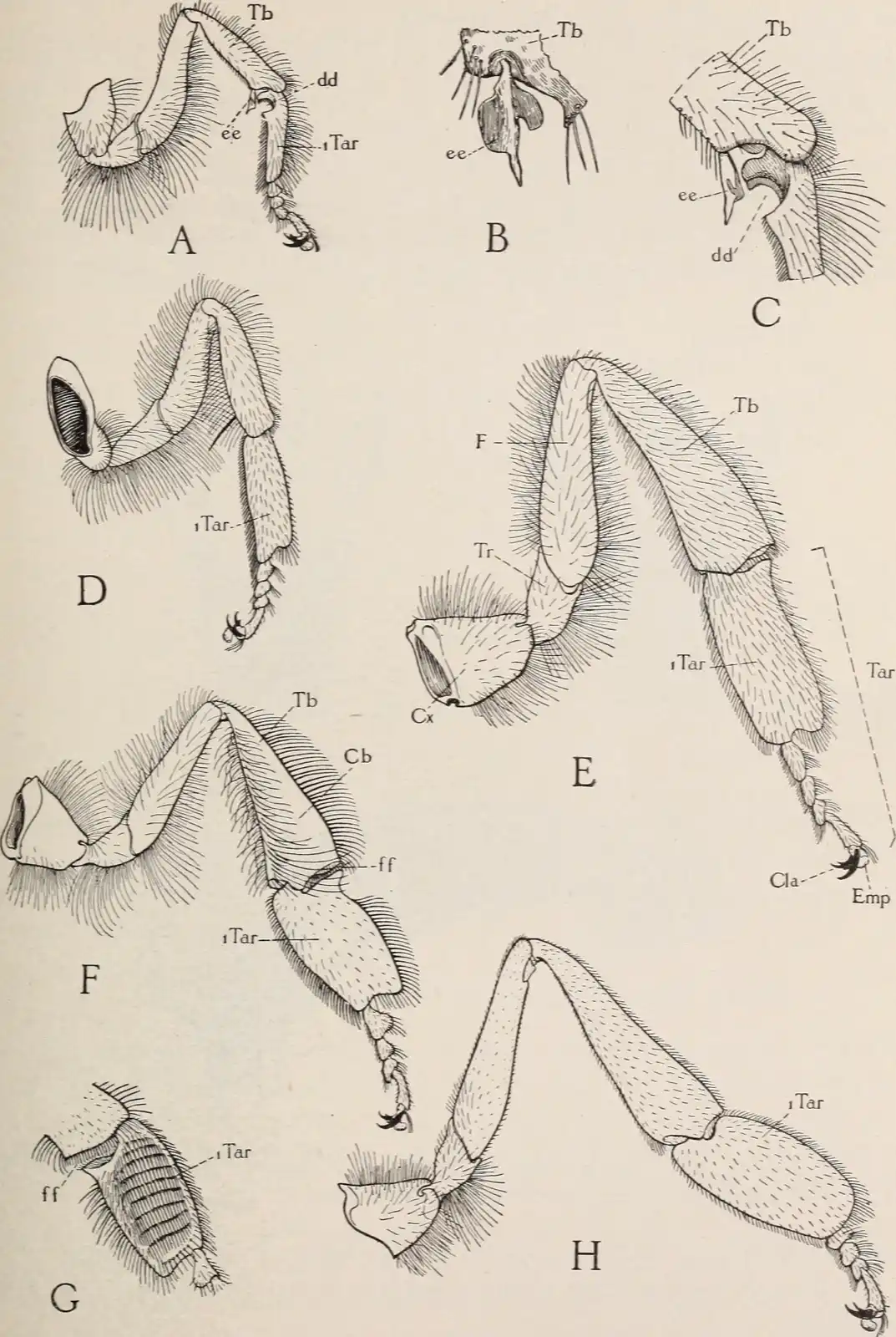 Anatomical drawing of the worker bee’s hind leg showing the corbicula, the pollen basket.